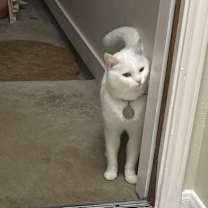 Thumbnail photo of Ripley #3