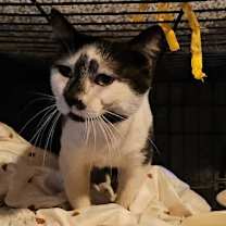 Thumbnail photo of Squirrel #1