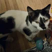 Thumbnail photo of Squirrel #2