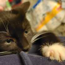 Thumbnail photo of Donner #1