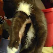 Thumbnail photo of Donner #2