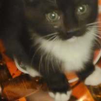 Thumbnail photo of Donner #3