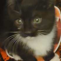 Thumbnail photo of Donner #4