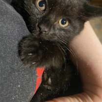 Thumbnail photo of Nilla (in Foster) #2