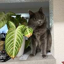 Thumbnail photo of Roscoe #2