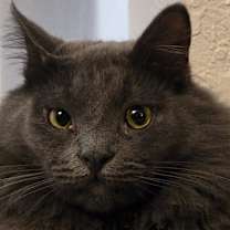 Thumbnail photo of Roscoe #3