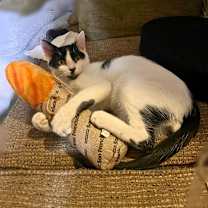 Thumbnail photo of Fish Stick #1