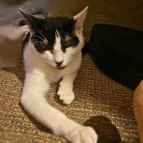 Thumbnail photo of Fish Stick #3