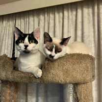 Thumbnail photo of Fish Stick #4