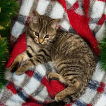 Thumbnail photo of Blue Bell #1