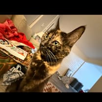 Thumbnail photo of Sequoia #3