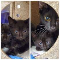 Thumbnail photo of Sable #2