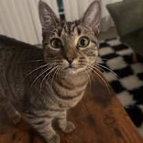 Thumbnail photo of Hachi #1