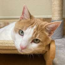 Thumbnail photo of Creamcicle aka Otis #1