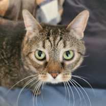 Thumbnail photo of Harley Quinn #1