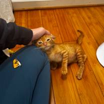 Thumbnail photo of Pickle #2