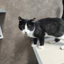 Thumbnail photo of Pantera #1