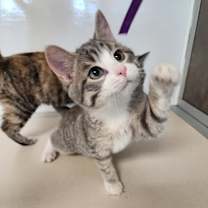 Thumbnail photo of Nigel #1