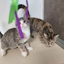 Thumbnail photo of Nigel #2