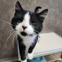 Thumbnail photo of Pantera #2