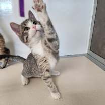 Thumbnail photo of Nigel #3