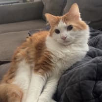 Thumbnail photo of Squid #4