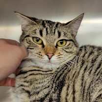 Thumbnail photo of Drizella #4