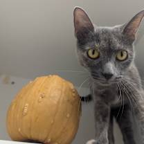 Thumbnail photo of Hera #3