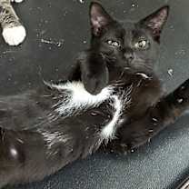 Thumbnail photo of Tibia #2