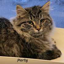 Thumbnail photo of Morty #1