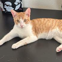 Thumbnail photo of Alvin #1