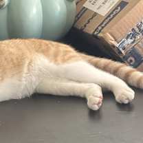 Thumbnail photo of Alvin #3