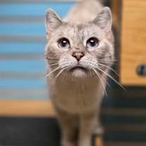 Thumbnail photo of Countess #1