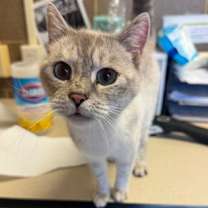 Thumbnail photo of Countess #2