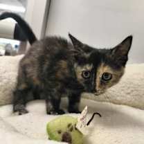 Thumbnail photo of Sable #2