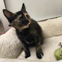 Thumbnail photo of Sable #3