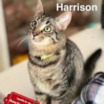 Thumbnail photo of Harrison #1