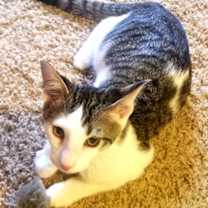 Thumbnail photo of Otis #3