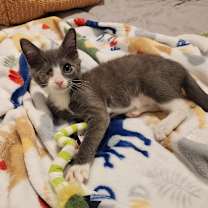 Thumbnail photo of Wazowski #3