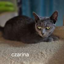 Thumbnail photo of Czarina #2