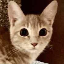 Thumbnail photo of Ginger #1