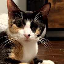 Thumbnail photo of Kanga #1