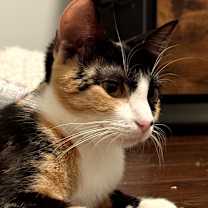 Thumbnail photo of Kanga #4