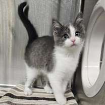 Thumbnail photo of Dusky #3