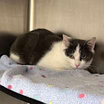 Thumbnail photo of Loaf #2