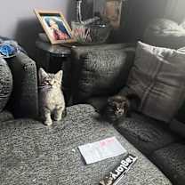 Thumbnail photo of Tiger #2