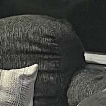 Thumbnail photo of Tiger #4