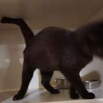 Thumbnail photo of Twyla #3