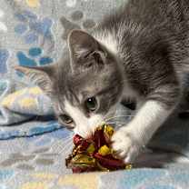 Thumbnail photo of Yuku #4