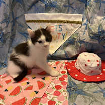 Thumbnail photo of Houston #4